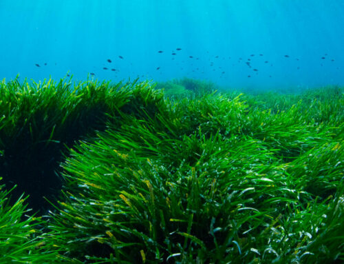 La Posidonie : une plante marine aux multiples facettes