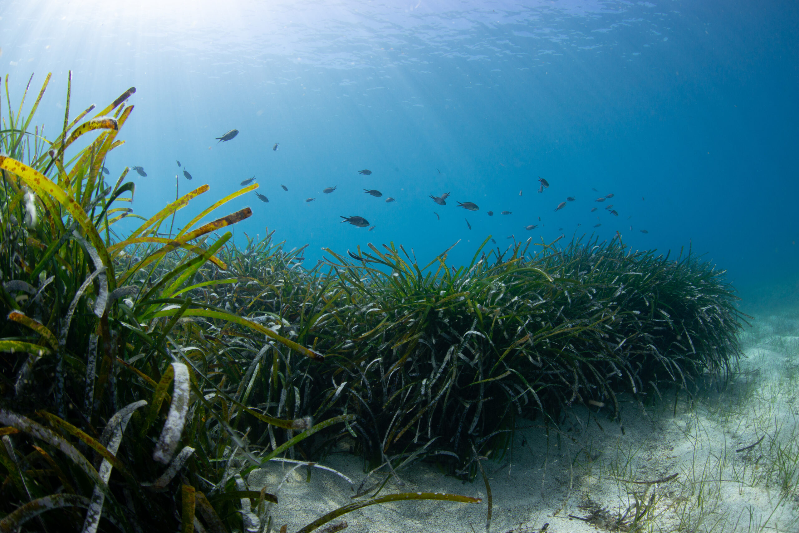 La Posidonie : une plante marine aux multiples facettes - NaturDive