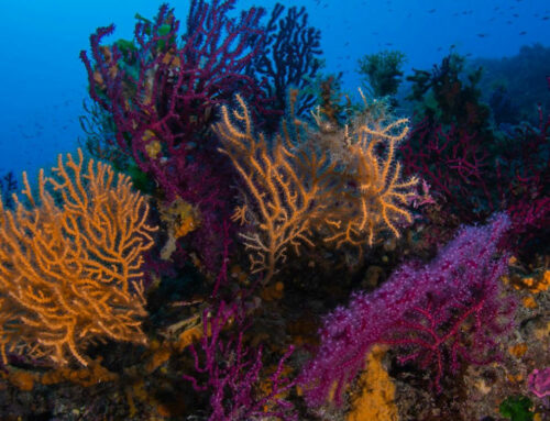 Protocole CIGESMed : Évaluation de l’état écologique des habitats coralligènes
